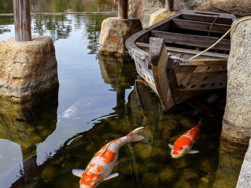 Halaink - Válogatott Koi Pontyok és Díszhalak