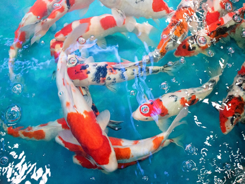 Szállítás és garancia