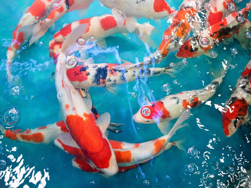 Koi Pontyok, Díszhalak és Tókarbantartás