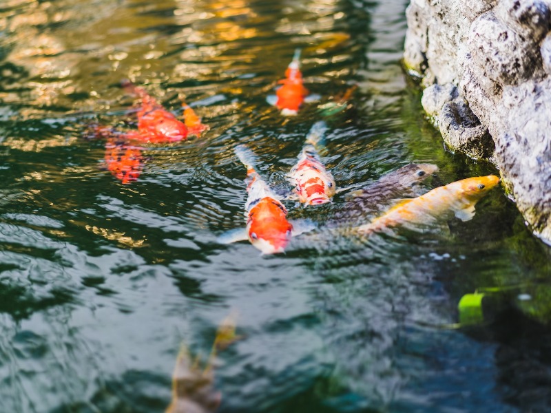 Kiegészítők – Koi Tápok, Szűrők, Kezelési Eszközök