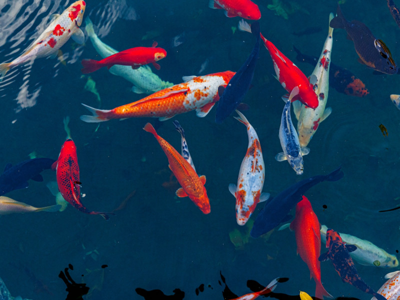 Koi ponty Budapest Koi ponty Budapest