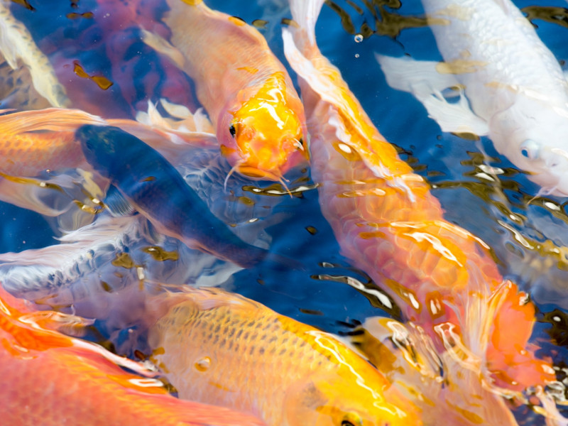 Koi ponty Pest megye