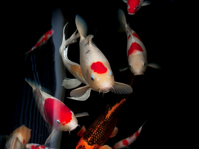 Koi ponty Dunakeszi Koi ponty Dunakeszi