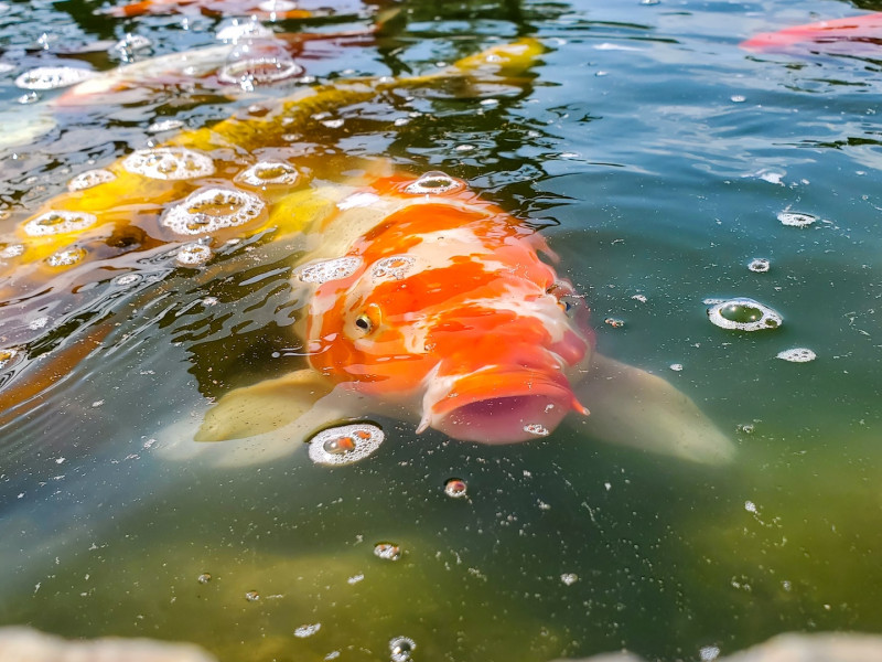 Koi ponty Cegléd Koi ponty Cegléd