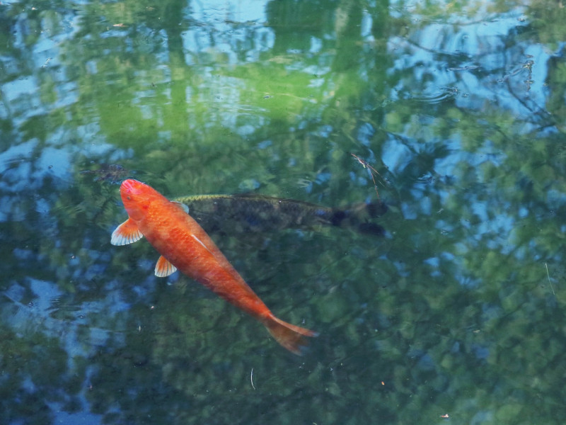 Koi ponty Sárbogárd Koi ponty Sárbogárd