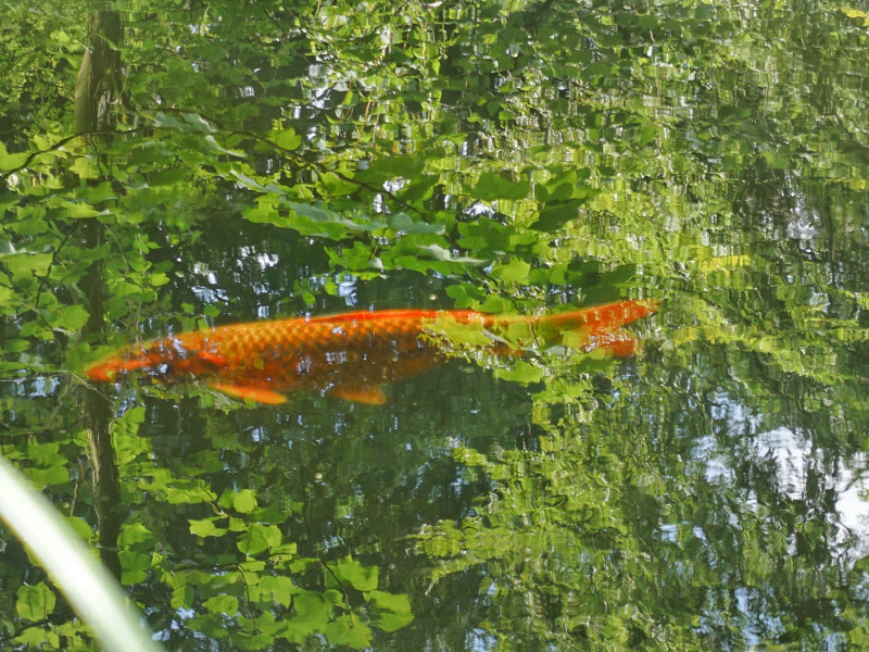 Koi ponty Tamási Koi ponty Tamási