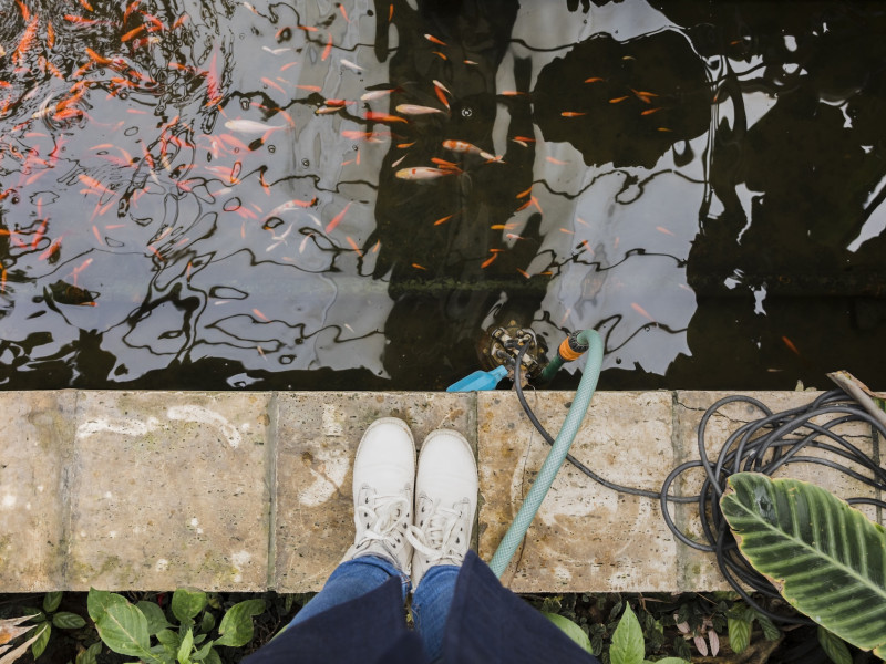 Koi ponty Dunaföldvár Koi ponty Dunaföldvár