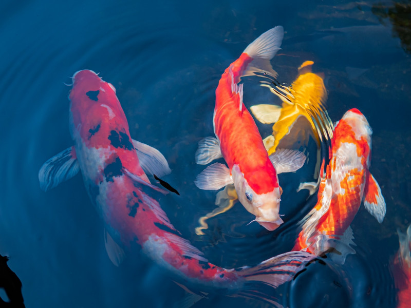 Koi ponty Gárdony Koi ponty Gárdony