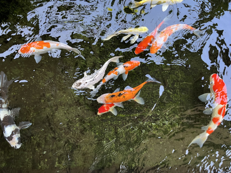 Koi ponty Balatonalmádi