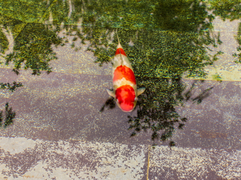 Koi ponty Zamárdi Koi ponty Zamárdi