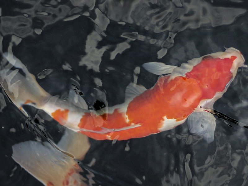 Koi ponty Balatonakarattya