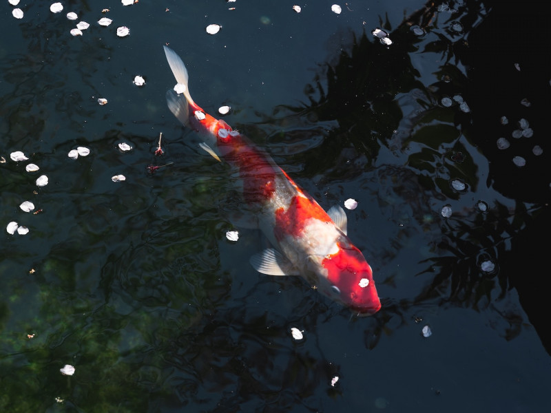 Kerti tó karbantartás Budapest