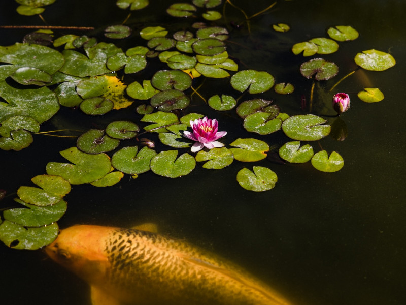 Kerti tó karbantartás Sárbogárd Kerti tó karbantartás Sárbogárd