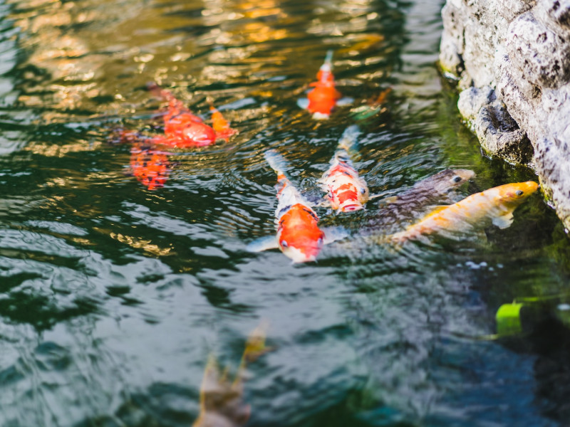 Kerti tó karbantartás Gárdony