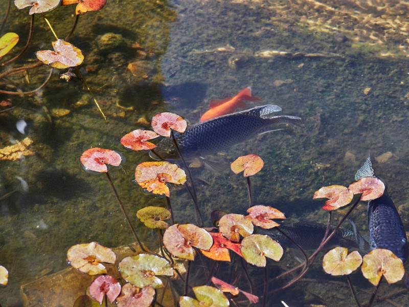 Kerti tó karbantartás Balatonfüred