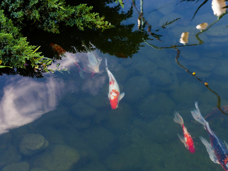 Kerti tó karbantartás Keszthely