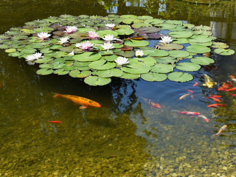 Kerti tó karbantartás Velence