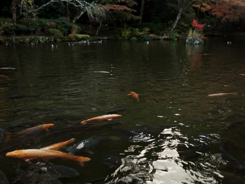 Kerti tó karbantartás Hévíz Kerti tó karbantartás Hévíz