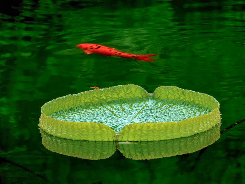 Kerti tó karbantartás Tihany