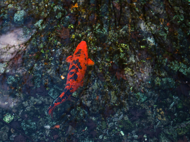 Kerti tó karbantartás Szabadbattyán