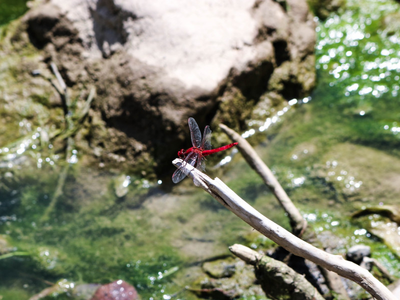 Kerti tó karbantartás Pusztaszabolcs