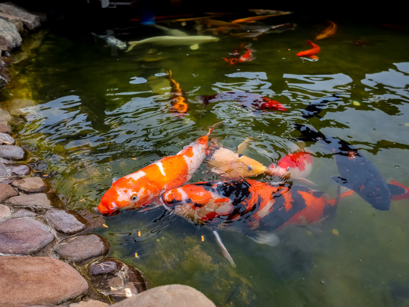 Koi ponty Pécs Koi ponty Pécs