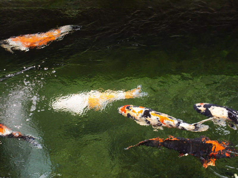 Koi ponty Solt Koi ponty Solt