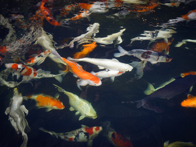 Koi ponty Törökbálint Koi ponty Törökbálint