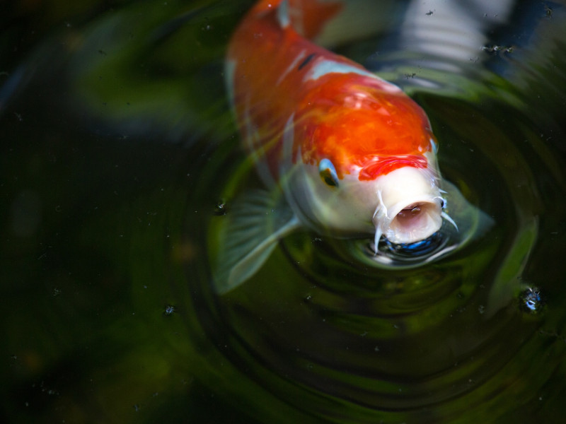 Koi ponty Adony Koi ponty Adony